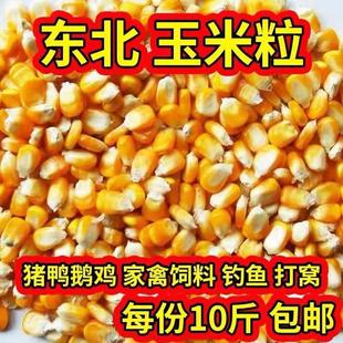 25年新东北大玉米粒10斤喂鸡鸭鸽子粮钓鱼酿酒新粮干玉米粒鸽子粮