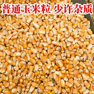 东北农家大玉米粒干玉米喂猪鸡鸭鹅鸟家禽饲料鸽子粮钓鱼打窝5斤