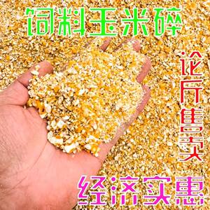 玉米碎喂鸡鸭鹅鸟鸽子打