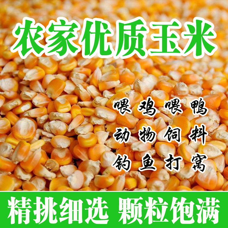 农家大颗粒玉米粒干玉米粒玉米籽苞谷米喂鸡鸭鹅兔子钓鱼打窝饲料