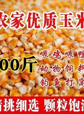 优选无尘新玉米粒100斤干玉米喂鸡鸭鹅饲料50斤玉米家禽粮食