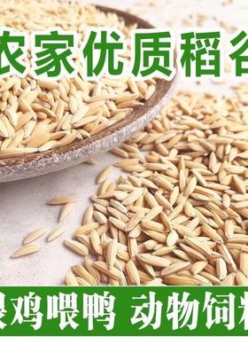 带壳稻谷饲料50斤喂鸡鸭鹅鸽子鸟食圈养禽类新原粮水稻稻子10斤