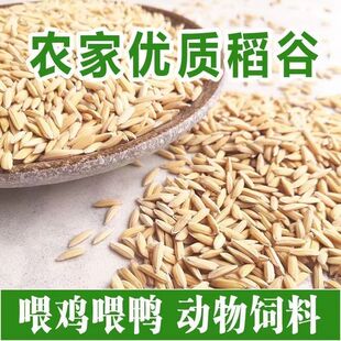 带壳稻谷饲料50斤喂鸡鸭鹅鸽子鸟食圈养禽类新原粮水稻稻子10斤