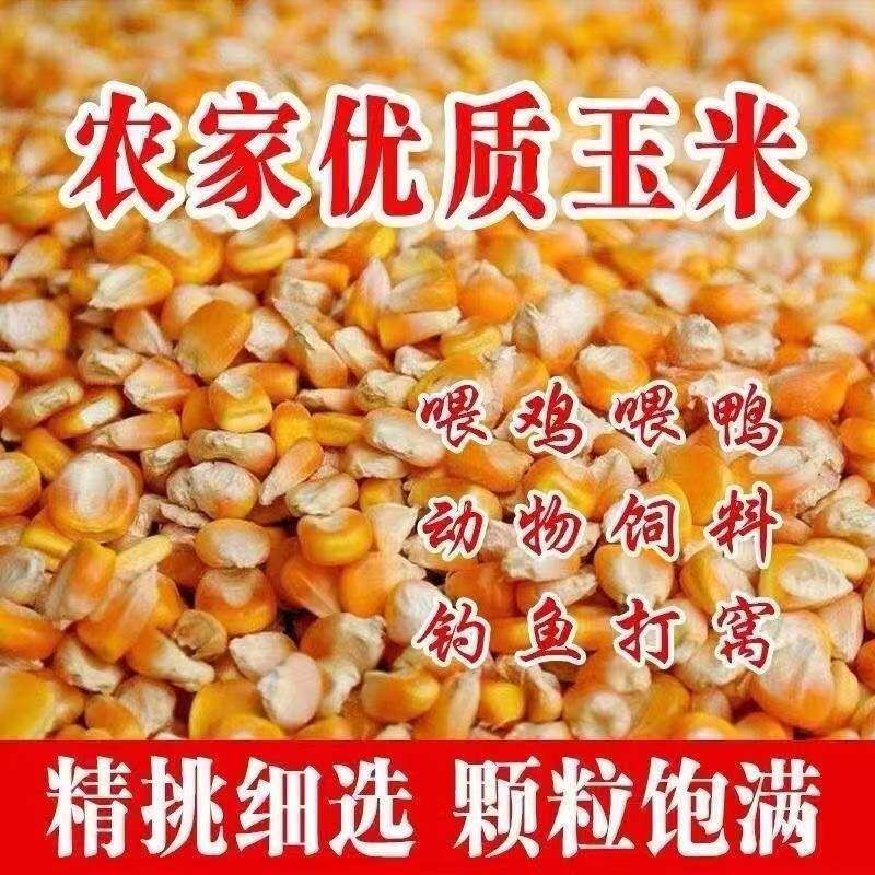 50斤1新干玉米粒喂鸡鸭鹅