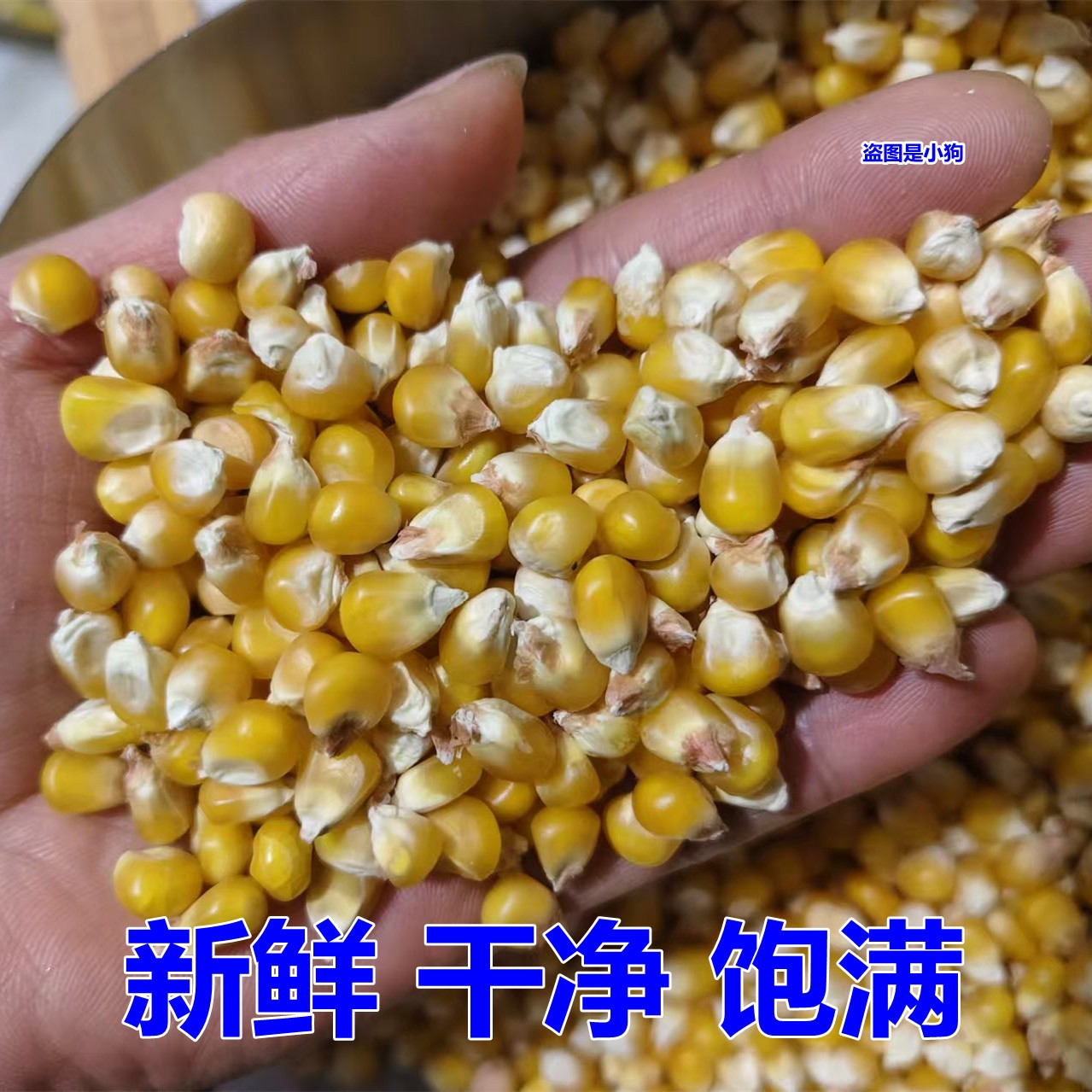 新玉米粒东北农家优质中小玉米可喂鸽子鸡鸭鹅家禽类酿酒20斤10kg