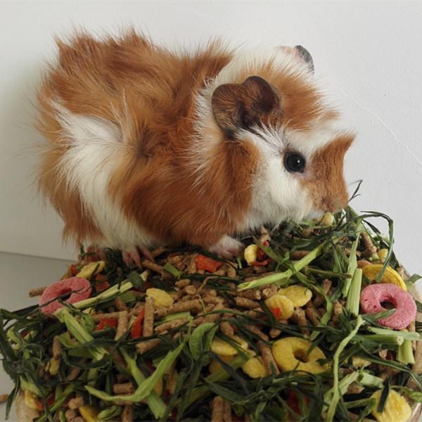 荷兰猪粮豚鼠饲料活宠 幼兔粮兔饲料除臭抗球虫 果蔬营养天竺鼠粮