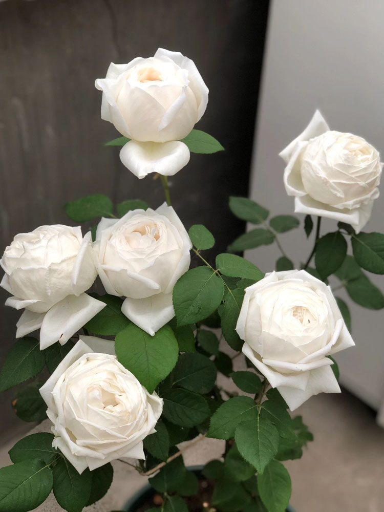 大花浓香月季花大苗伊芙婚礼之路白色玫瑰花盆栽阳台多季开花植物