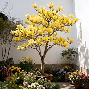 黄鸟玉兰花树苗耐寒黄角兰大树阳台庭院室外景观花镜绿化花卉植物