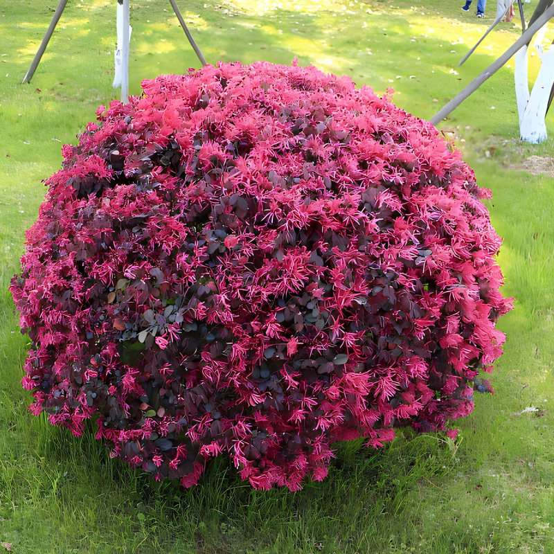 红花继木球阳台庭院耐寒花镜造景搭配绿植物花卉四季长青篱笆树苗