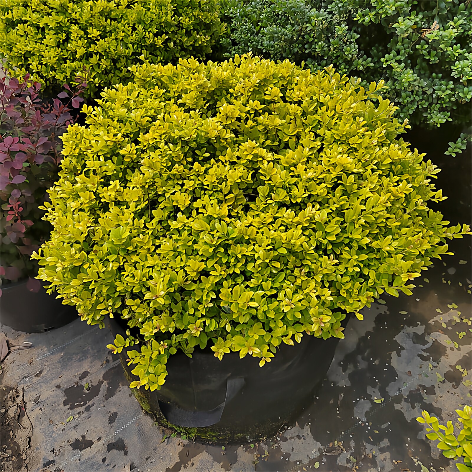 金宝石冬青球花境植物耐热寒好养