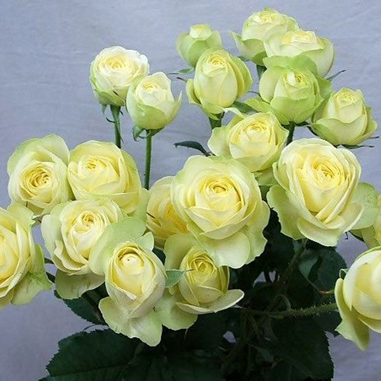 奶油龙沙月季花大苗盆栽阳台庭院四季开花卉奶油绿色小花多头群开