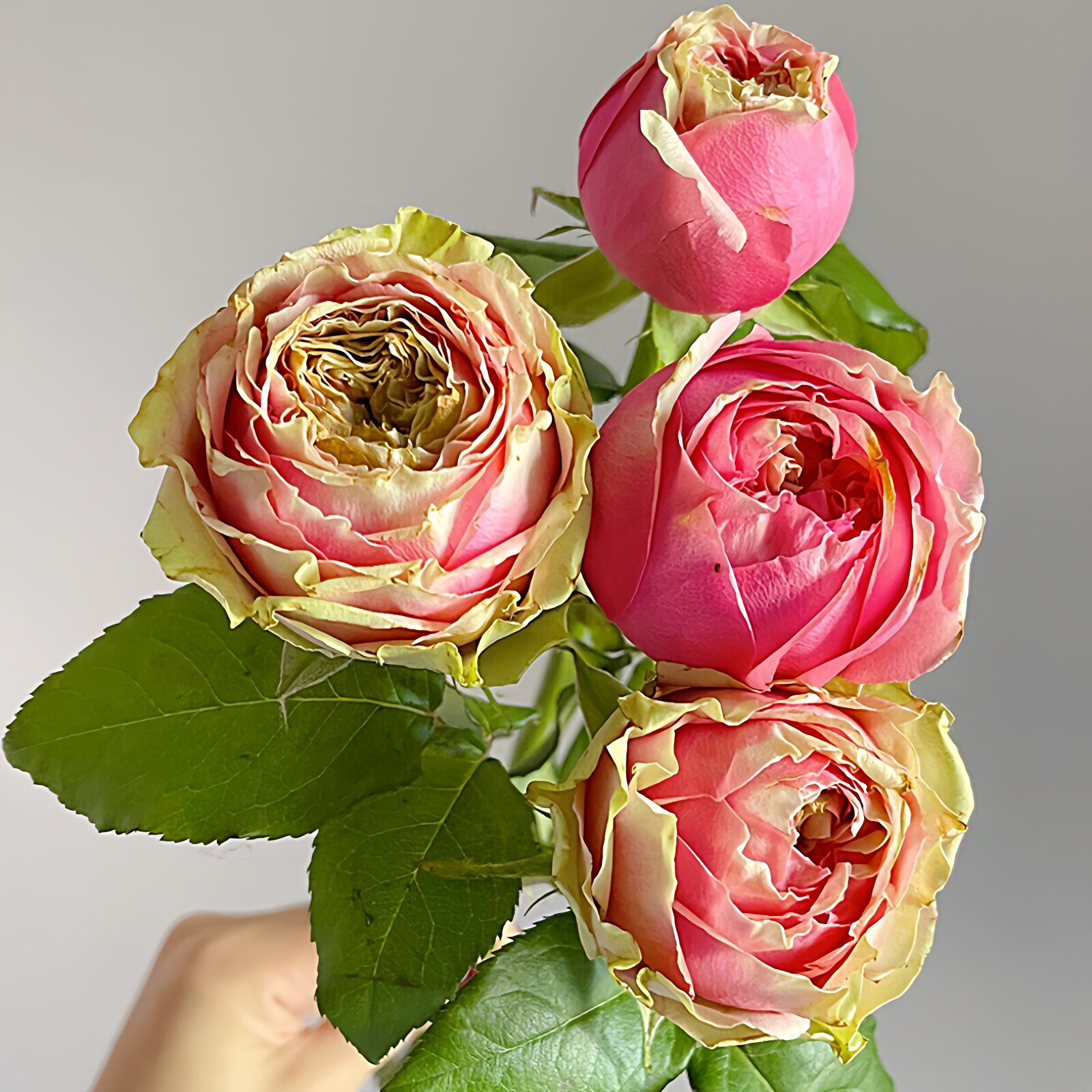 火龙果大切花包子月季花苗直立性好四季花卉玫瑰阳台花园盆栽植物