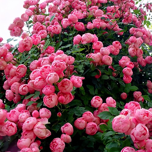 艾拉绒球藤本月季花大苗群开多头