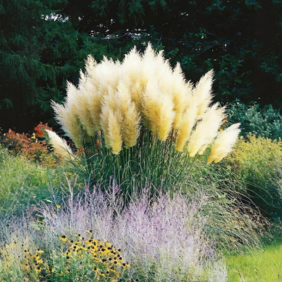 矮蒲苇芦苇盆栽花苗多年生观赏草