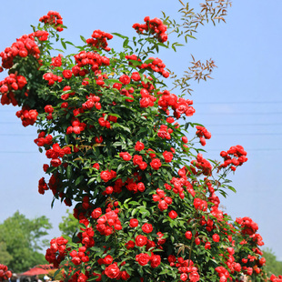 紅色木香花大苗爬藤四季 陽臺(tái)庭院花卉攀援植物樓頂拱門薔薇黃木香