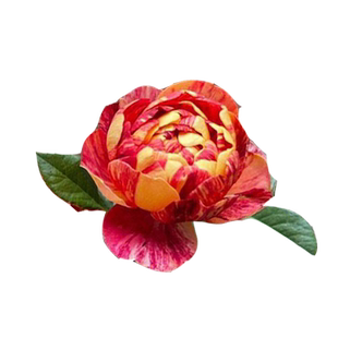 果汁飞溅月季花大苗盆栽阳台微月条纹型勤花抗病多季开花庭院花卉