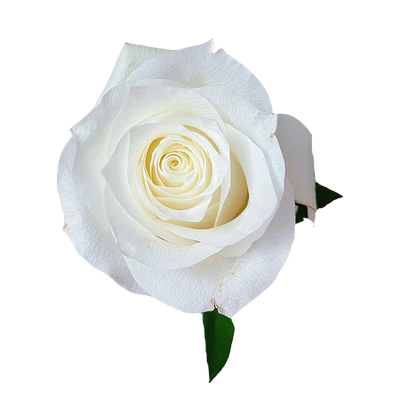 法国花边玫瑰花大苗浓香花卉植物