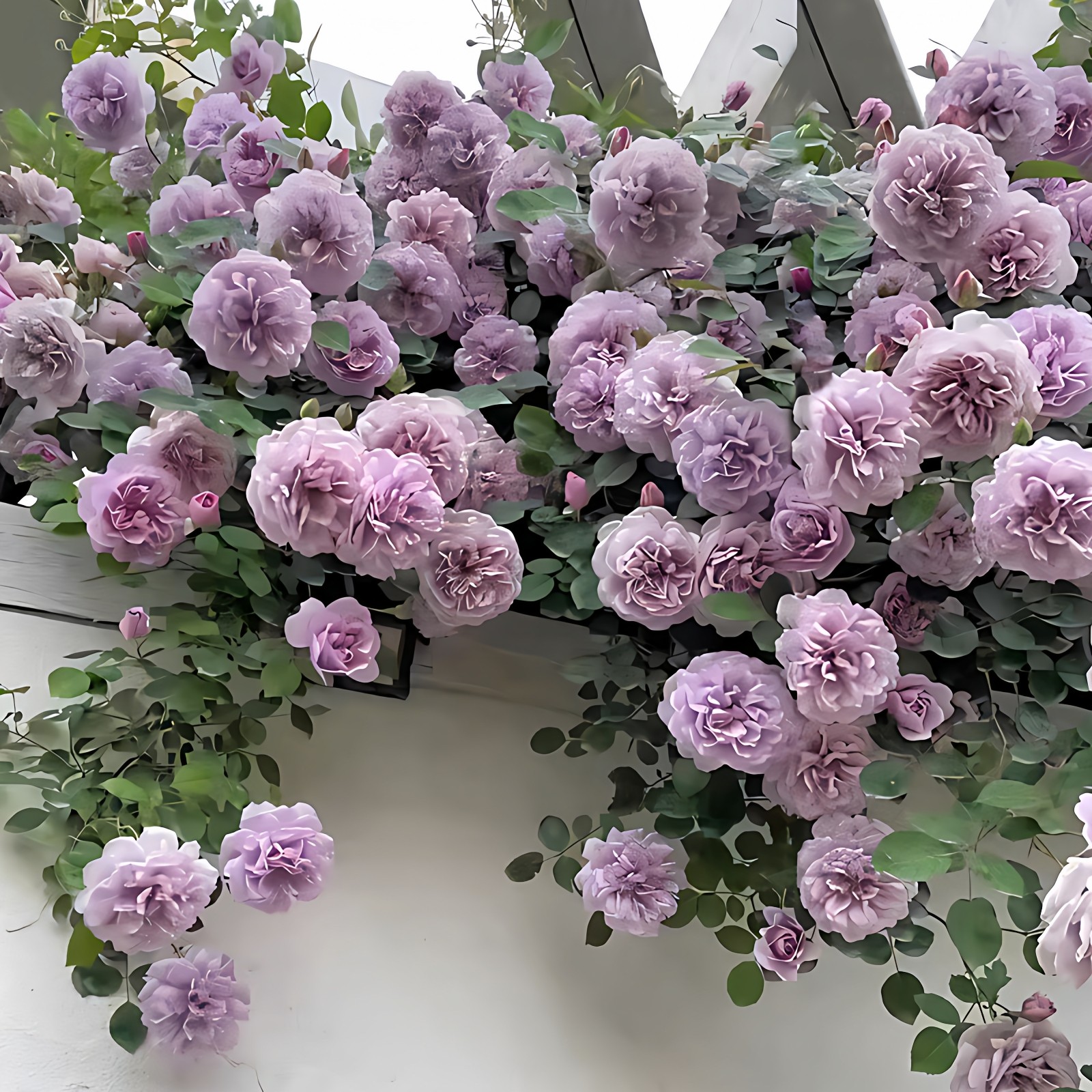 ��ɫ�����ٱ��¼���������̨ͥԺ���ٻ���ֲ��Ũ���ļ�õ��Ǿޱ�� 107.05Ԫ��5��(��21.41Ԫ/��)