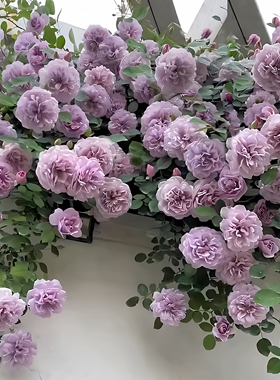 蓝色阴雨藤本月季花大苗阳台庭院爬藤花卉植物浓香四季玫瑰蔷薇花