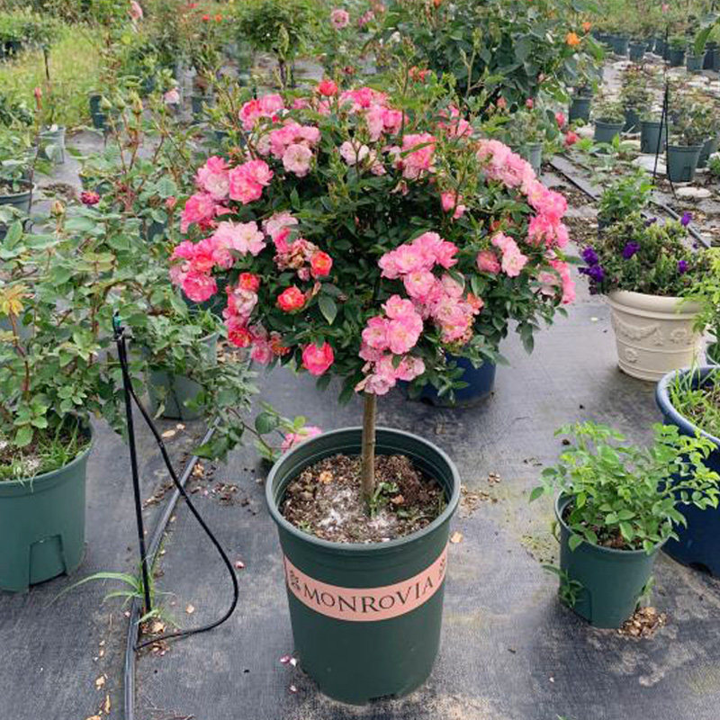 天荷棒棒糖月季花苗盆栽四季阳台庭院浓香花卉植物树形容易开爆花
