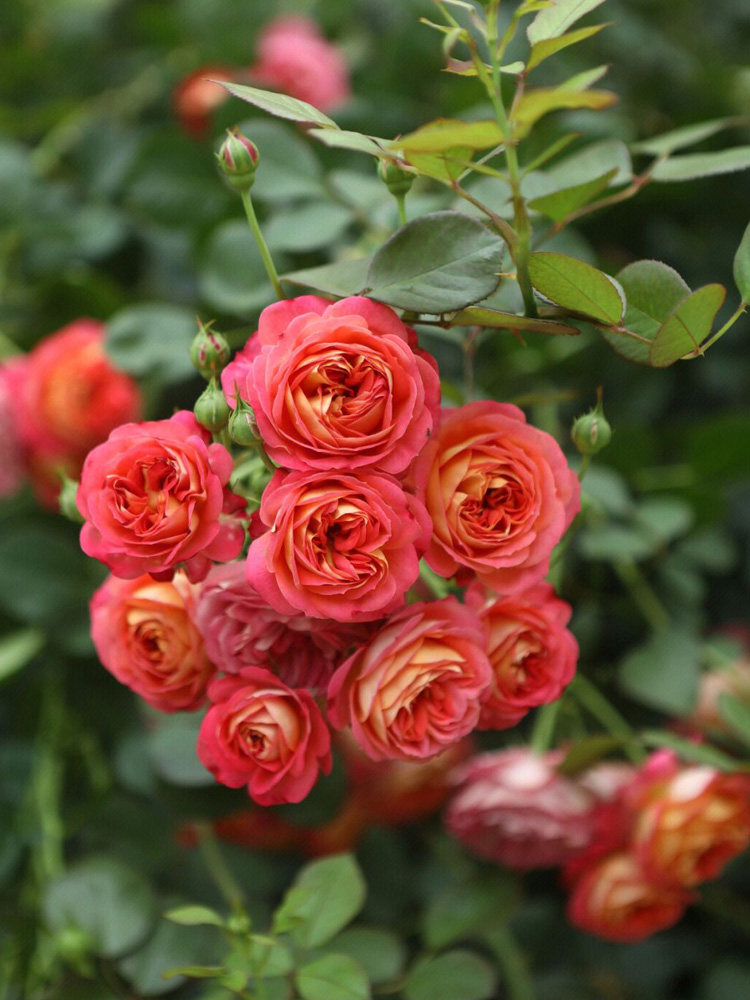 藤宝贝爬藤本月季花苗阳台四季庭院爬墙蔷薇玫瑰浓香花卉绿植盆栽,鲜花速递/花卉仿真/绿植园艺,月季/蔷薇/玫瑰,淘宝优惠券,粉丝福利购,淘宝优惠卷