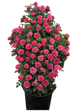 红色龙沙宝石藤本月季花苗大苗