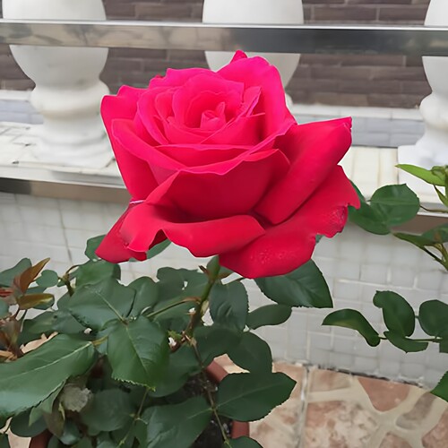 亚力克红月季花大苗盆栽