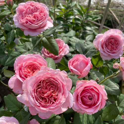 安索菲比克月季花大苗盆栽包子型