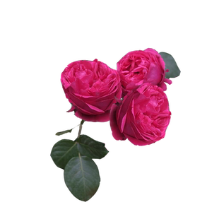 红色龙沙宝石藤本月季花苗特大花浓香多季开庭院蔷薇爬藤植物红龙