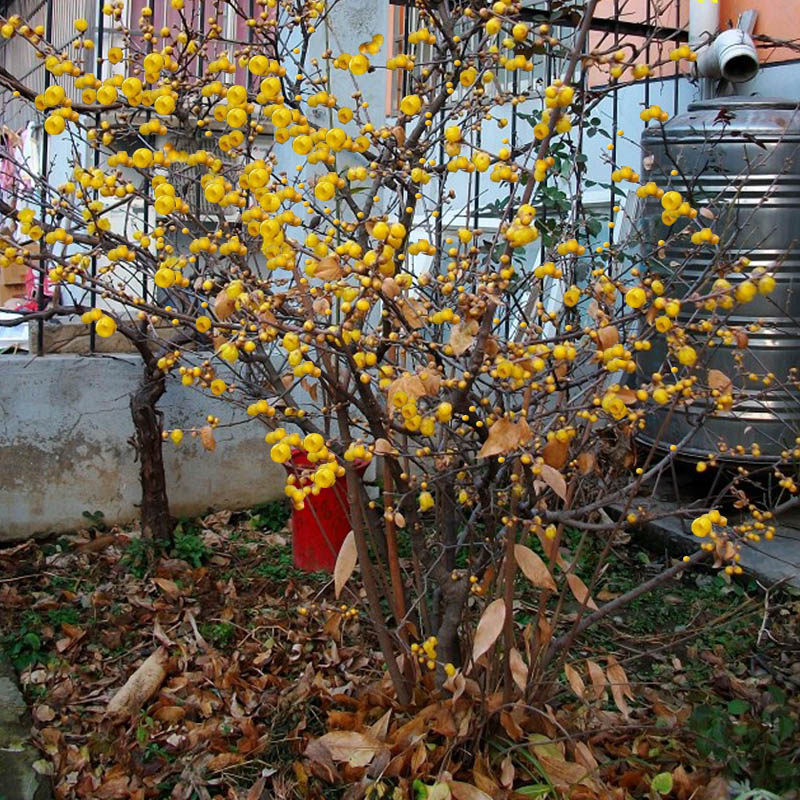 腊梅花树苗盆栽冬天开花耐寒植物阳台庭院浓香花卉蜡梅花老桩盆景