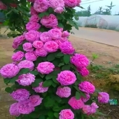 无刺特大花朵藤本浓香月季 庭院爬藤蔷薇花卉 花苗盆栽西枝牡丹四季