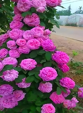 无刺特大花朵藤本浓香月季花苗盆栽西枝牡丹四季庭院爬藤蔷薇花卉