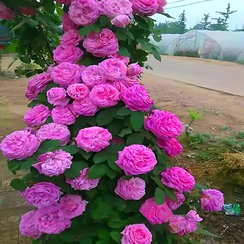 无刺花朵巨大牡丹月季花大苗爬藤