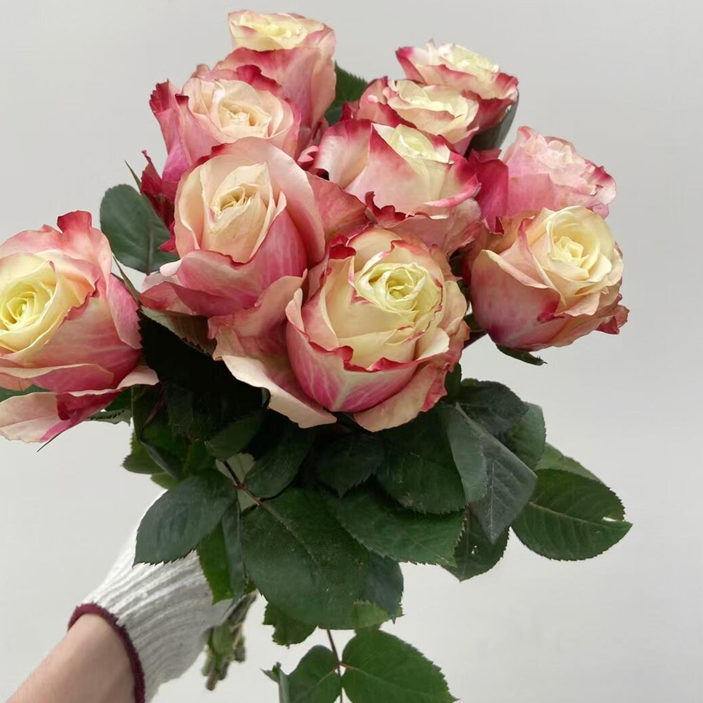 肯尼亚新品哈巴瑞月季花大苗盆栽