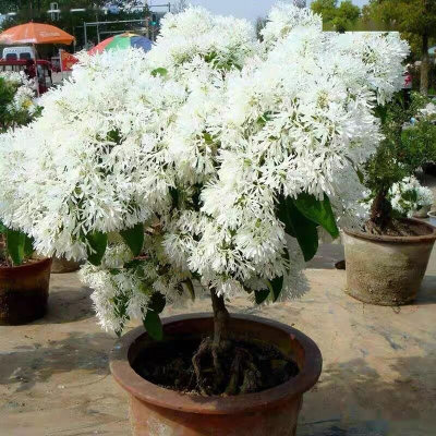 流苏花树苗四月雪盆栽庭院地栽