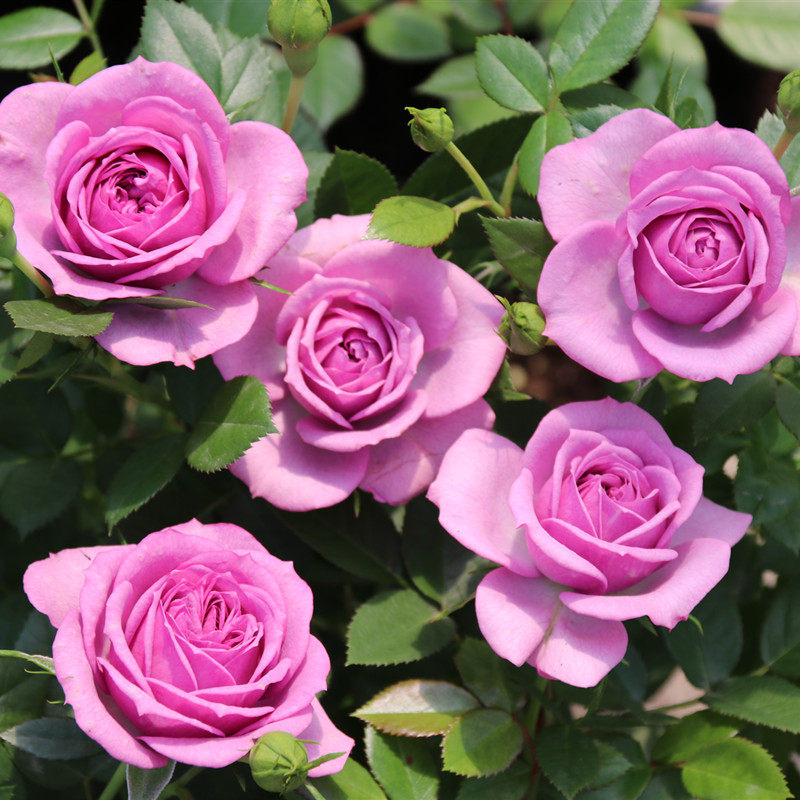 薰衣草门廊月季花苗盆栽微型阳台庭院四季勤花植物开花性好抗病强