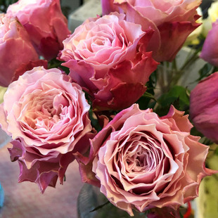 伯利兹玫瑰花大苗阳台庭院多季开花卉植物复古色切花月季盆栽耐寒