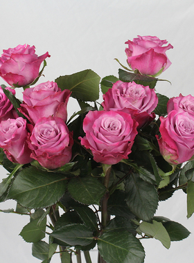 紫色玫瑰花苗盆栽老桩阳台庭院特大花浓香多季开花卉带花植物