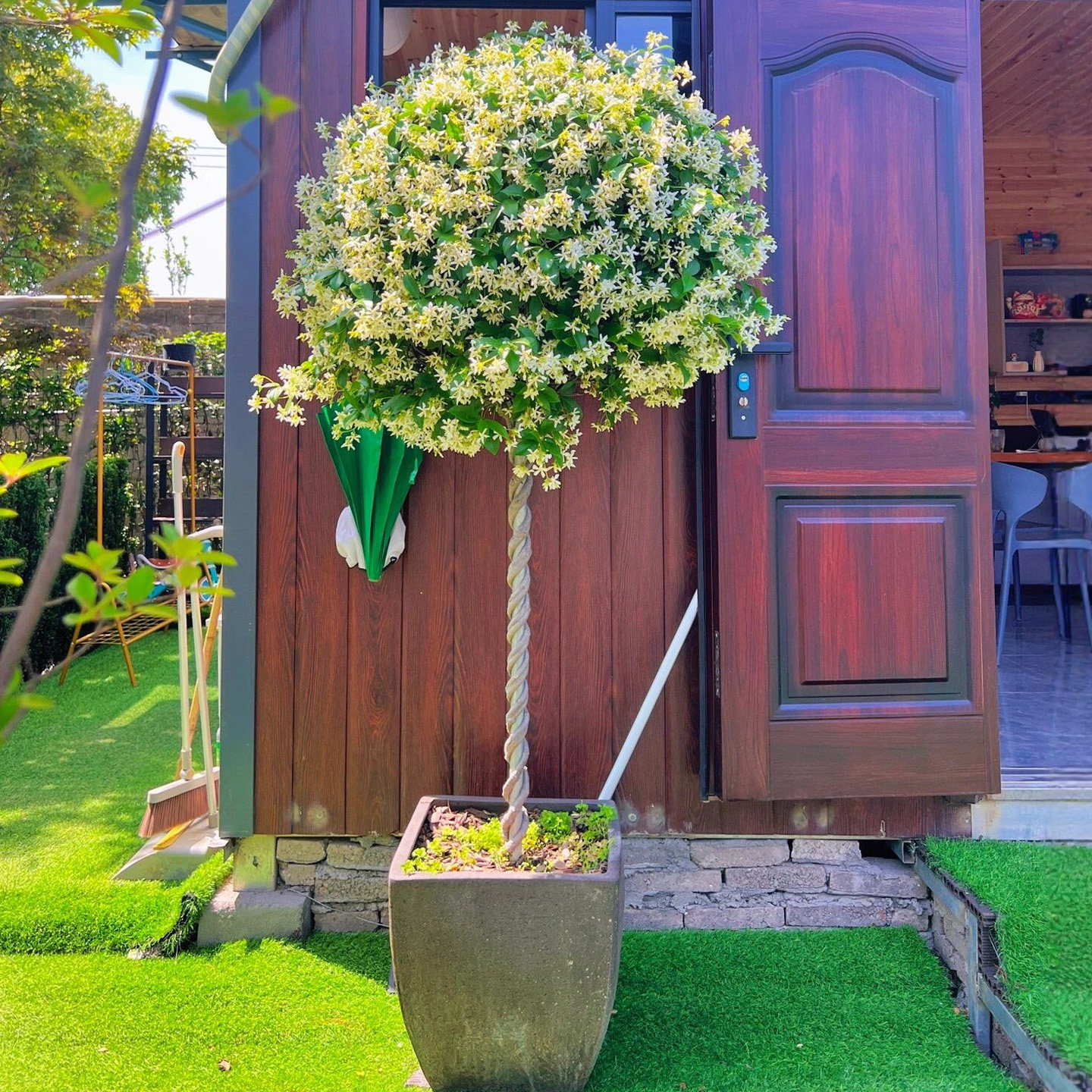 棒棒糖型风车茉莉花苗盆栽银丝茉莉爬藤花卉阳台庭院四季常青植物