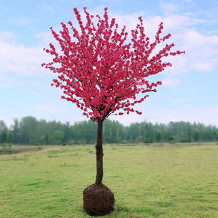 紅梅花樹(shù)苗盆栽老樁庭院耐寒冬季 開(kāi)花卉植物濃香原生高桿骨里紅梅