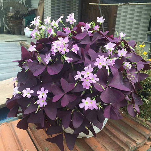 紫叶酢浆草幸运草多年生花卉绿植