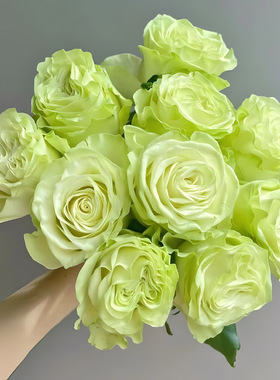 小乔苏格兰绿色玫瑰花大苗盆栽新品切花月季耐开花瓣厚实阳台庭院