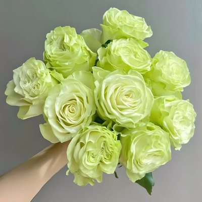 小乔苏格兰绿玫瑰花大苗盆栽新品