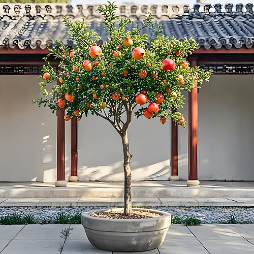 观赏石榴树苗阳台庭院果树苗