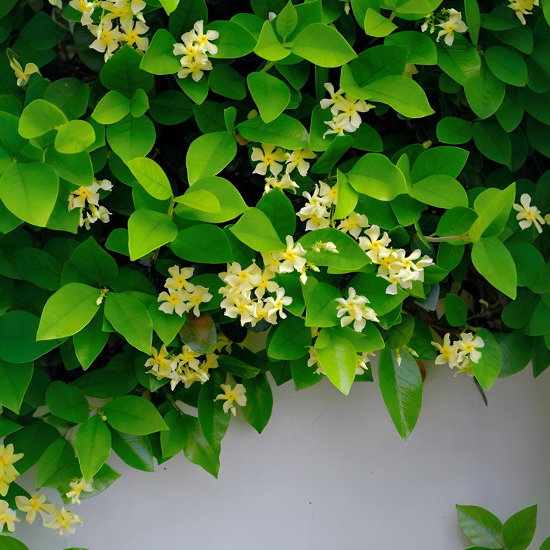 黄色风车茉莉花大苗爬藤花卉植物盆栽阳台庭院四季常青不落叶耐寒