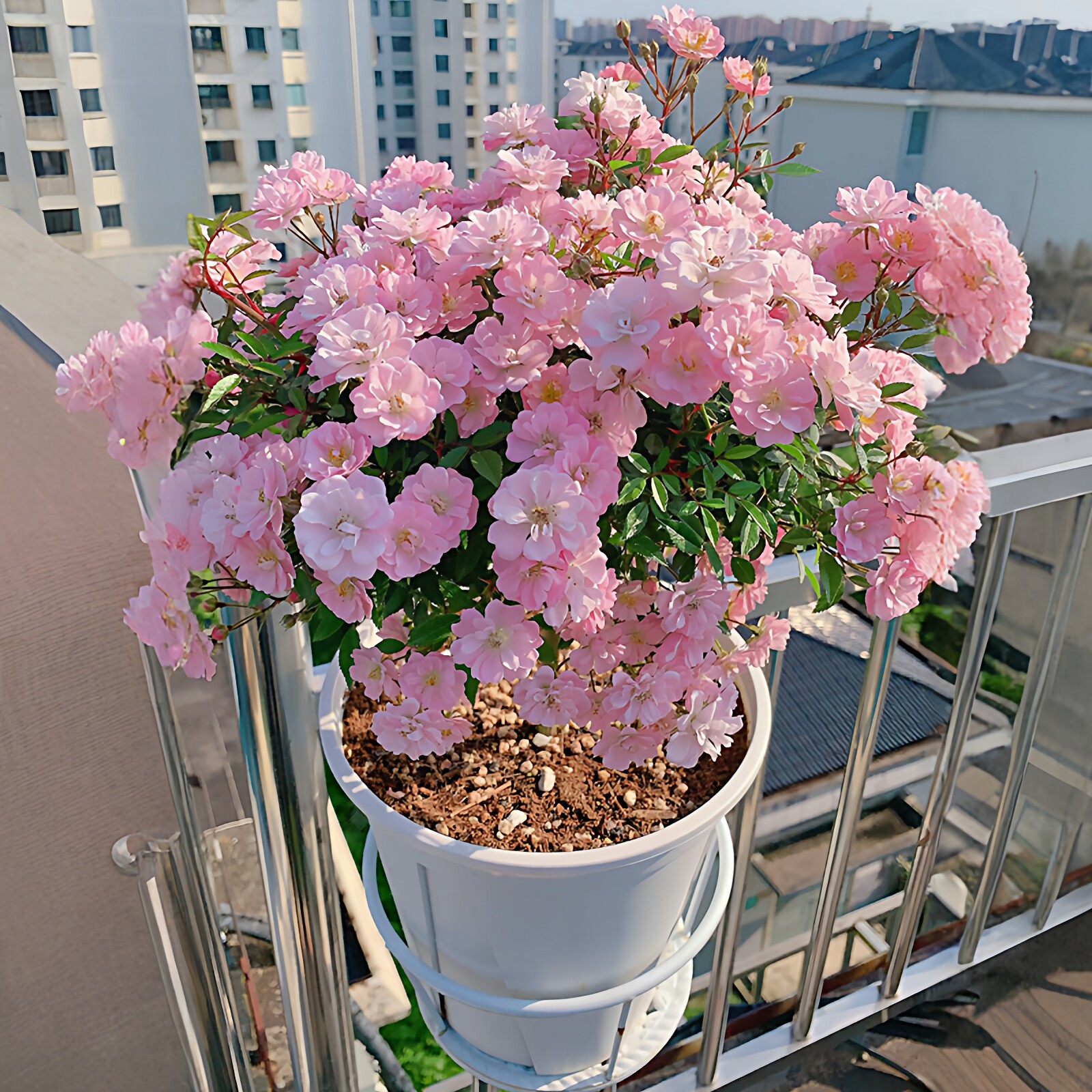 樱坂樱贝月季花大苗盆栽阳台窗台日本微型姬月季花多头群开花机器