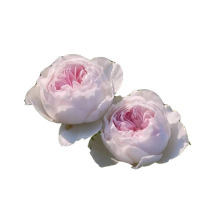 克里斯蒂娜公爵夫人月季花大苗盆栽尘世天使浓香四季阳台庭院花卉