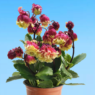 好養(yǎng)重瓣宮燈長壽花苗盆栽倒掛金鐘燈籠四季 花卉綠植室內(nèi)好養(yǎng)開花