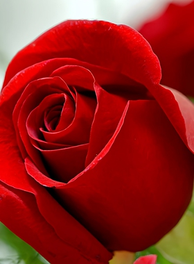 大红色玫瑰花苗盆栽老桩卡罗拉阳台庭院大花浓香月季勤开花卉带花