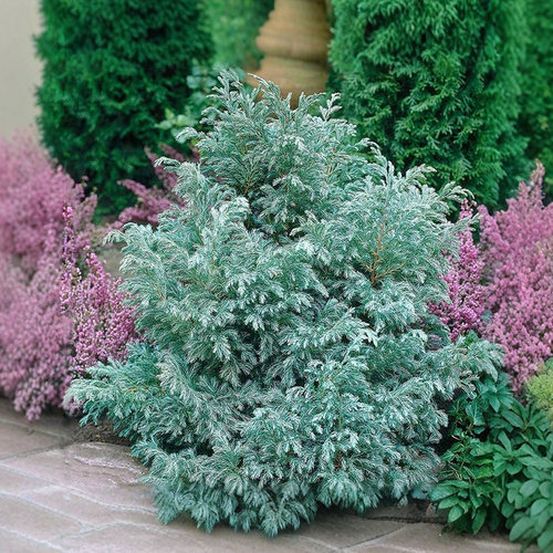 蓝湖柏波尔瓦景观针叶植物四季青